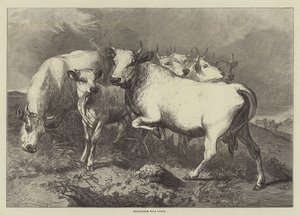 Ganado salvaje de Chillingham
